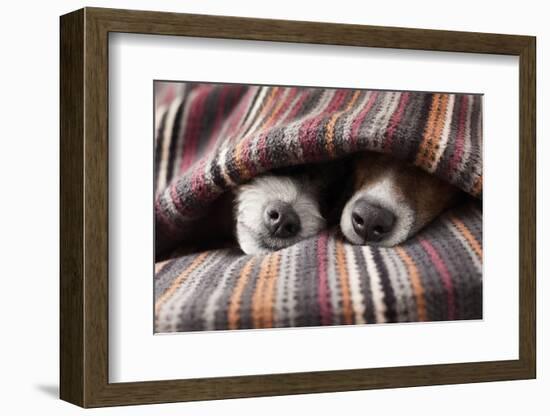 Couple of Dogs in Love Sleeping Together under the Blanket in Bed-Javier Brosch-Framed Photographic Print