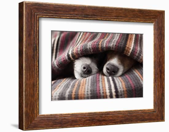 Couple of Dogs in Love Sleeping Together under the Blanket in Bed-Javier Brosch-Framed Photographic Print