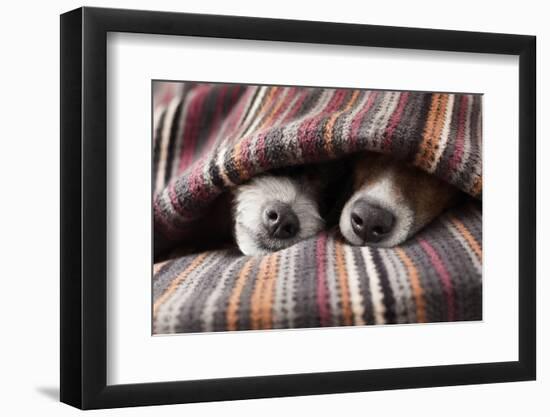 Couple of Dogs in Love Sleeping Together under the Blanket in Bed-Javier Brosch-Framed Photographic Print