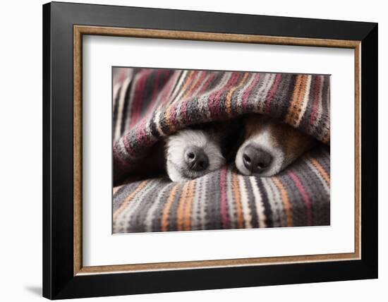 Couple of Dogs in Love Sleeping Together under the Blanket in Bed-Javier Brosch-Framed Photographic Print