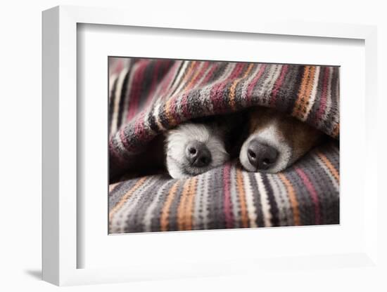 Couple of Dogs in Love Sleeping Together under the Blanket in Bed-Javier Brosch-Framed Photographic Print