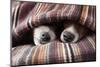 Couple of Dogs in Love Sleeping Together under the Blanket in Bed-Javier Brosch-Mounted Photographic Print