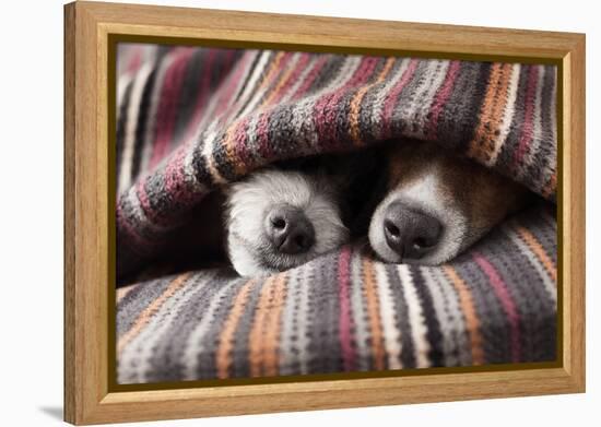 Couple of Dogs-Javier Brosch-Framed Premier Image Canvas