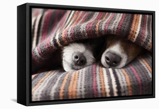 Couple of Dogs-Javier Brosch-Framed Premier Image Canvas