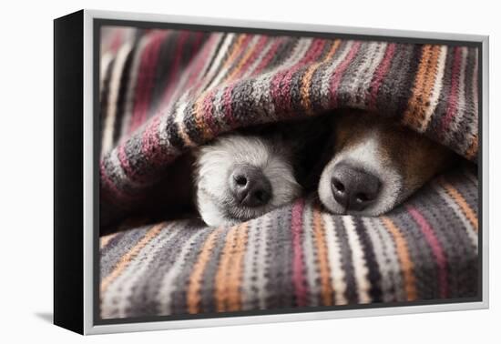 Couple of Dogs-Javier Brosch-Framed Premier Image Canvas