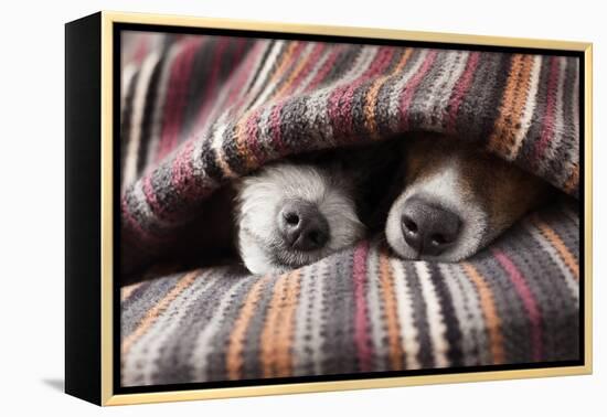 Couple of Dogs-Javier Brosch-Framed Premier Image Canvas