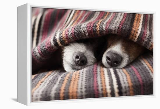 Couple of Dogs-Javier Brosch-Framed Premier Image Canvas