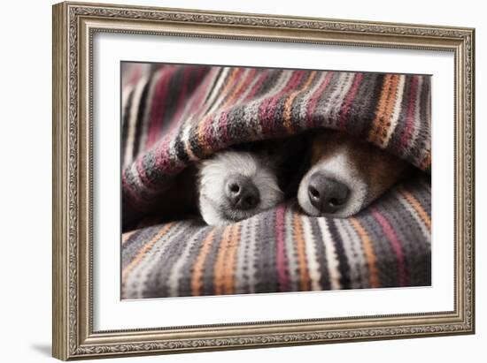 Couple of Dogs-Javier Brosch-Framed Photographic Print