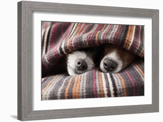 Couple of Dogs-Javier Brosch-Framed Photographic Print