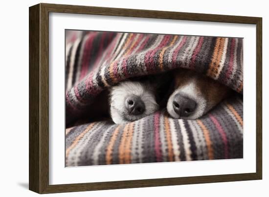 Couple of Dogs-Javier Brosch-Framed Photographic Print