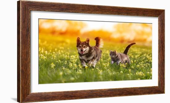 Couple of Friends a Cat and a Dog Run Merrily through a Summer Flowering Meadow-Nataba-Framed Photographic Print