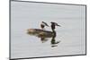 couple of great crested grebe, Podiceps cristatus, Munich, Bavaria, Germany-Christian Zappel-Mounted Photographic Print