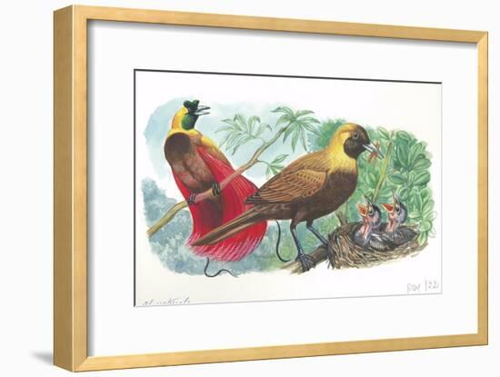 Couple of Red Birds of Paradise Paradisaea Rubra; Female Feeding Chicks in Nest-null-Framed Giclee Print