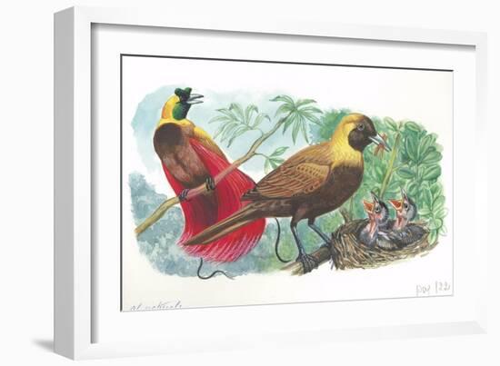 Couple of Red Birds of Paradise Paradisaea Rubra; Female Feeding Chicks in Nest-null-Framed Giclee Print