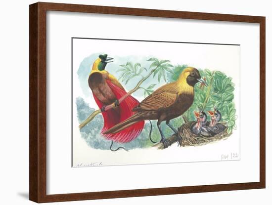 Couple of Red Birds of Paradise Paradisaea Rubra; Female Feeding Chicks in Nest-null-Framed Giclee Print