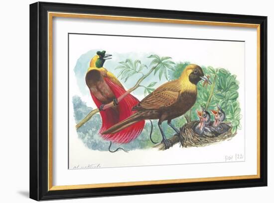 Couple of Red Birds of Paradise Paradisaea Rubra; Female Feeding Chicks in Nest-null-Framed Giclee Print