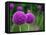 Couple of the Allium Purple Flowers Growing in the Garden-NorthernLand-Framed Premier Image Canvas