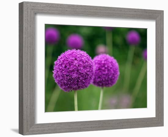 Couple of the Allium Purple Flowers Growing in the Garden-NorthernLand-Framed Photographic Print