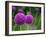 Couple of the Allium Purple Flowers Growing in the Garden-NorthernLand-Framed Photographic Print