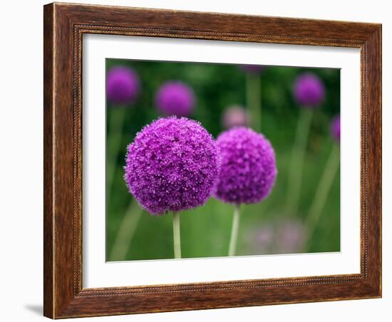 Couple of the Allium Purple Flowers Growing in the Garden-NorthernLand-Framed Photographic Print