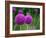 Couple of the Allium Purple Flowers Growing in the Garden-NorthernLand-Framed Photographic Print