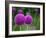 Couple of the Allium Purple Flowers Growing in the Garden-NorthernLand-Framed Photographic Print