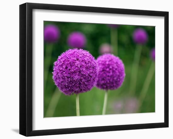 Couple of the Allium Purple Flowers Growing in the Garden-NorthernLand-Framed Photographic Print