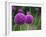 Couple of the Allium Purple Flowers Growing in the Garden-NorthernLand-Framed Photographic Print