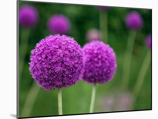 Couple of the Allium Purple Flowers Growing in the Garden-NorthernLand-Mounted Photographic Print