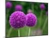 Couple of the Allium Purple Flowers Growing in the Garden-NorthernLand-Mounted Photographic Print