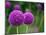 Couple of the Allium Purple Flowers Growing in the Garden-NorthernLand-Mounted Photographic Print