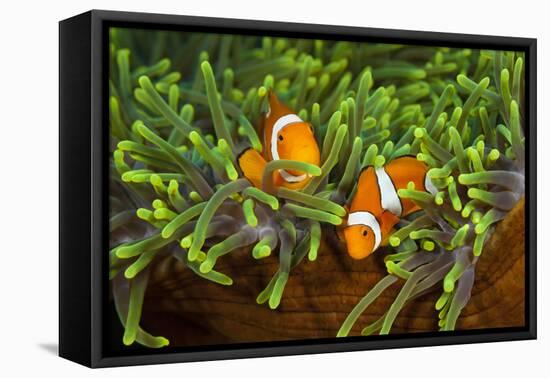 Couple Orange Ringlet-Anemone Fish, Amphiprion Ocellaris, Florida Islands, the Solomon Islands-Reinhard Dirscherl-Framed Premier Image Canvas