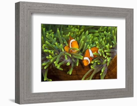 Couple Orange Ringlet-Anemone Fish, Amphiprion Ocellaris, Florida Islands, the Solomon Islands-Reinhard Dirscherl-Framed Photographic Print