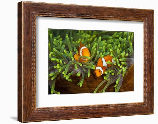 Couple Orange Ringlet-Anemone Fish, Amphiprion Ocellaris, Florida Islands, the Solomon Islands-Reinhard Dirscherl-Framed Photographic Print