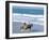 Couple Riding Horses on the Beach, Tibau Do Sul, Natal, Rio Grande Do Norte State, Brazil-Sergio Pitamitz-Framed Photographic Print