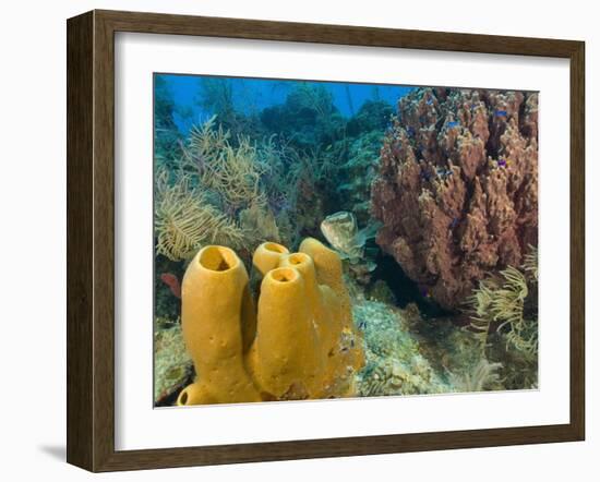 Couple Scuba Diving, Sponge Formations, Half Moon Caye, Barrier Reef, Belize-Stuart Westmoreland-Framed Photographic Print
