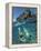 Couple Snorkeling-Amos Nachoum-Framed Premier Image Canvas