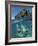 Couple Snorkeling-Amos Nachoum-Framed Photographic Print