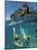 Couple Snorkeling-Amos Nachoum-Mounted Photographic Print