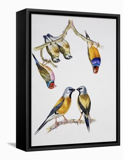 Couples of Gouldian Finch (Chloebia Gouldiae) and Couple of Black-Throated Finch (Poephila Cincta)-null-Framed Premier Image Canvas