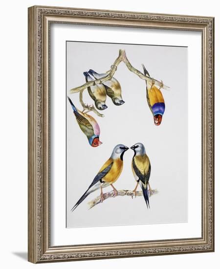 Couples of Gouldian Finch (Chloebia Gouldiae) and Couple of Black-Throated Finch (Poephila Cincta)-null-Framed Giclee Print