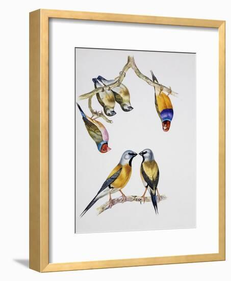 Couples of Gouldian Finch (Chloebia Gouldiae) and Couple of Black-Throated Finch (Poephila Cincta)-null-Framed Giclee Print