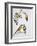 Couples of Gouldian Finch (Chloebia Gouldiae) and Couple of Black-Throated Finch (Poephila Cincta)-null-Framed Giclee Print