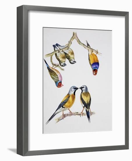 Couples of Gouldian Finch (Chloebia Gouldiae) and Couple of Black-Throated Finch (Poephila Cincta)-null-Framed Giclee Print