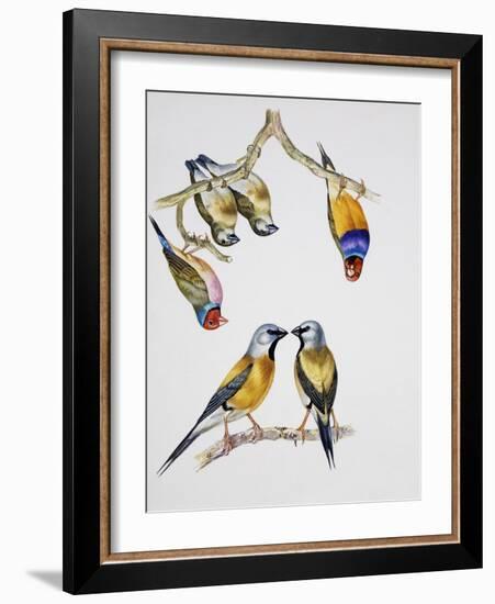 Couples of Gouldian Finch (Chloebia Gouldiae) and Couple of Black-Throated Finch (Poephila Cincta)-null-Framed Giclee Print