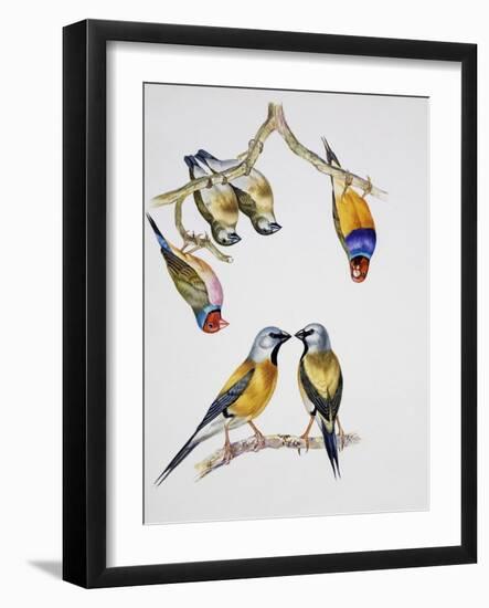 Couples of Gouldian Finch (Chloebia Gouldiae) and Couple of Black-Throated Finch (Poephila Cincta)-null-Framed Giclee Print