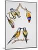 Couples of Gouldian Finch (Chloebia Gouldiae) and Couple of Black-Throated Finch (Poephila Cincta)-null-Mounted Giclee Print