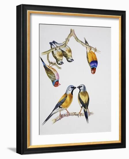 Couples of Gouldian Finch (Chloebia Gouldiae) and Couple of Black-Throated Finch (Poephila Cincta)-null-Framed Giclee Print