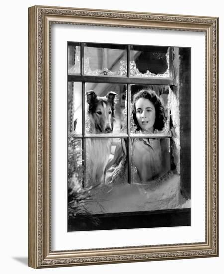 Courage of Lassie, Elizabeth Taylor, 1946-null-Framed Photo