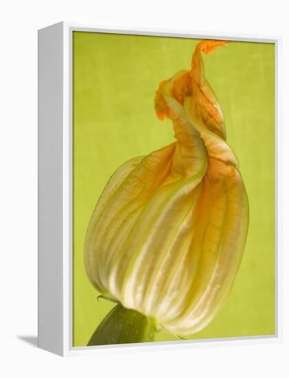 Courgette Flower-null-Framed Premier Image Canvas